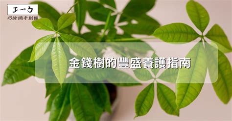 金錢樹結果|金錢樹的豐盛養護指南：吸引財富與繁榮 